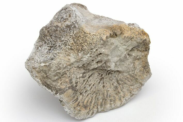Fossil Titanothere (Megacerops) Vertebra - South Dakota #229038